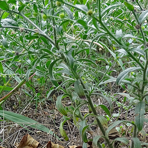 Stechender Igelsame / Lappula squarrosa