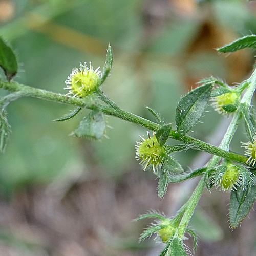 Stechender Igelsame / Lappula squarrosa