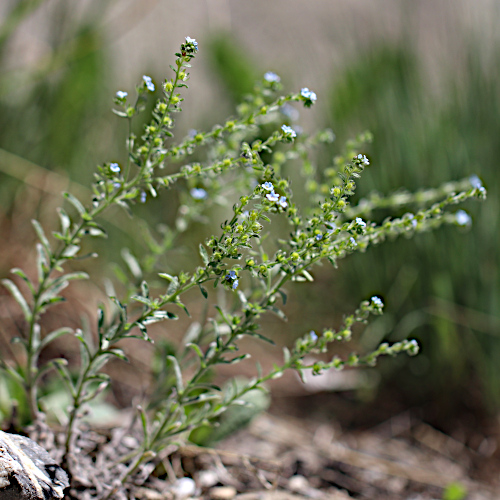 Stechender Igelsame / Lappula squarrosa