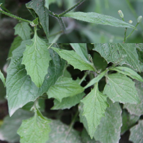 Rainkohl / Lapsana communis