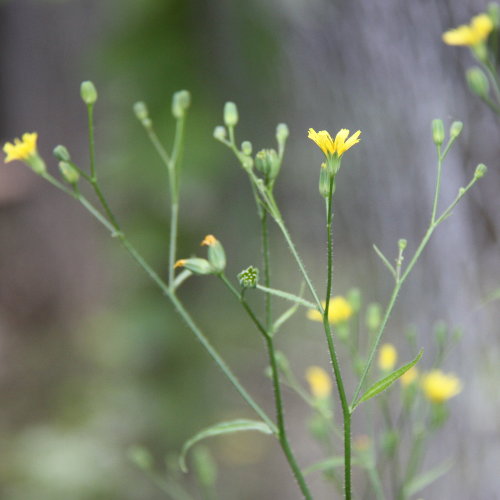 Rainkohl / Lapsana communis