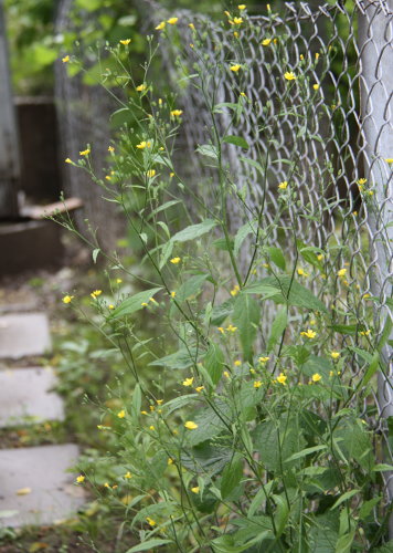 Rainkohl / Lapsana communis