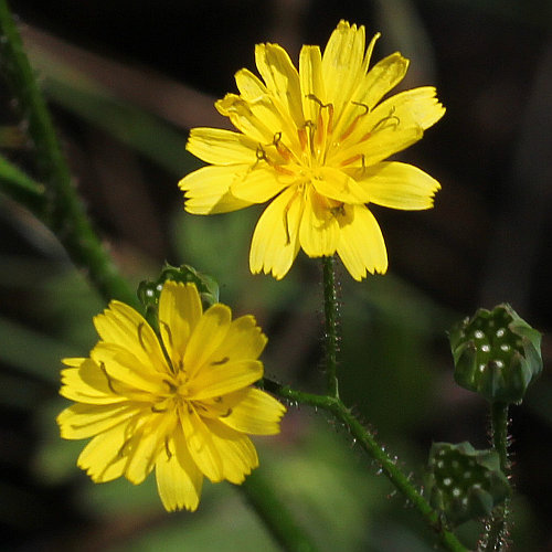 Rainkohl / Lapsana communis