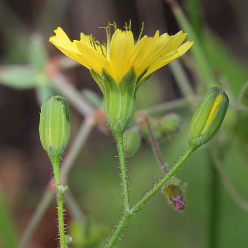 Rainkohl / Lapsana communis