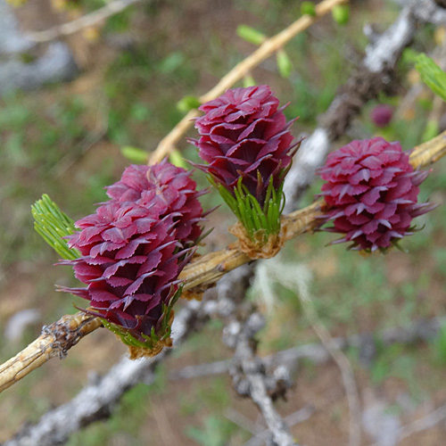 Lärche / Larix decidua