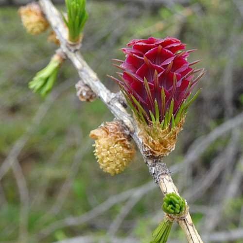 Lärche / Larix decidua