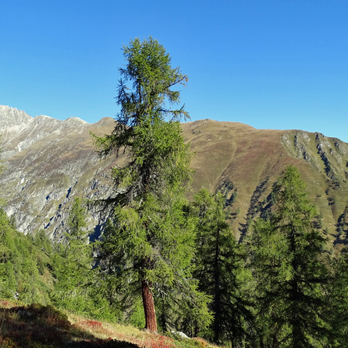 Lärche / Larix decidua