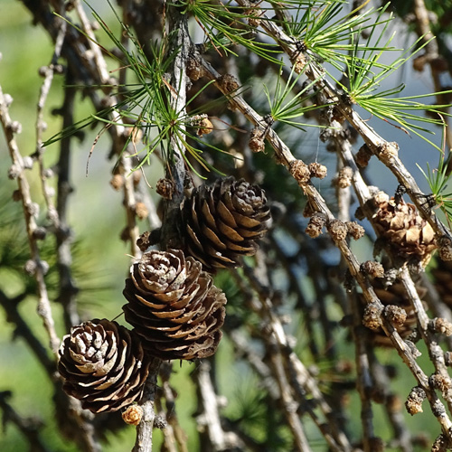 Lärche / Larix decidua