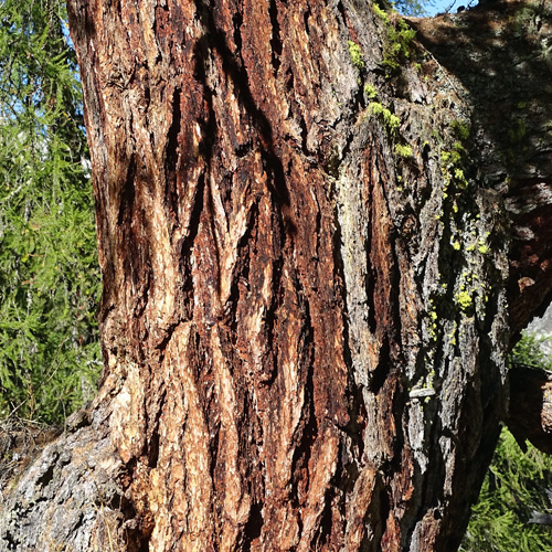 Lärche / Larix decidua