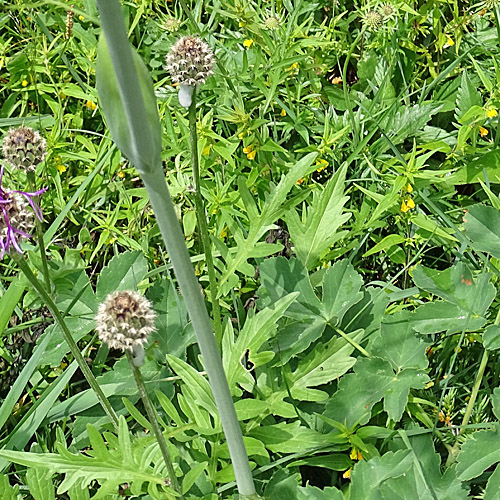 Gaudins Laserkraut / Laserpitium gaudinii