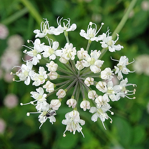 Breitblättriges Laserkraut / Laserpitium latifolium