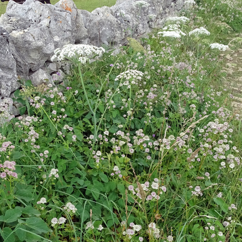 Breitblättriges Laserkraut / Laserpitium latifolium