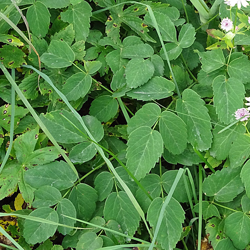 Breitblättriges Laserkraut / Laserpitium latifolium