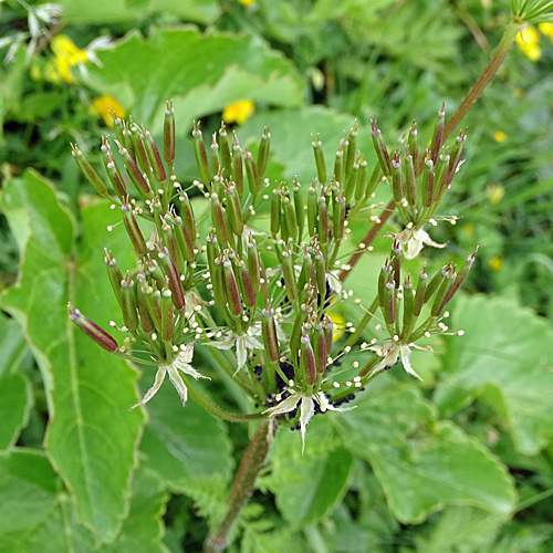 Breitblättriges Laserkraut / Laserpitium latifolium