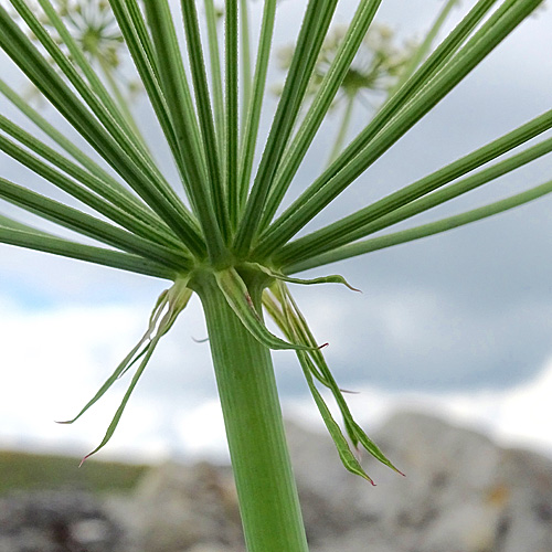 Breitblättriges Laserkraut / Laserpitium latifolium