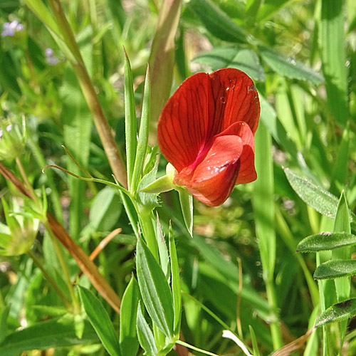 Kicher -Platterbse / Lathyrus cicera