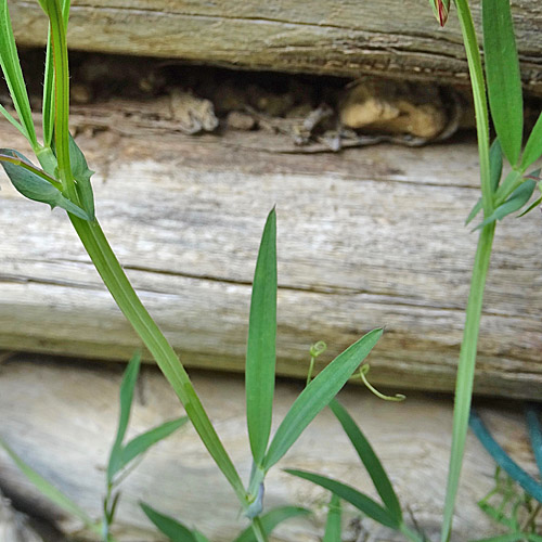 Kicher -Platterbse / Lathyrus cicera