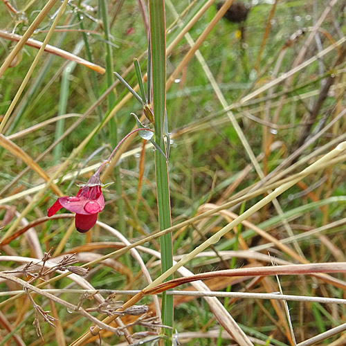 Kicher -Platterbse / Lathyrus cicera