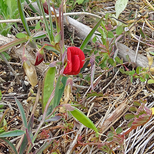 Kicher -Platterbse / Lathyrus cicera