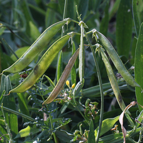 Verschiedenblättrige Platterbse / Lathyrus heterophyllus