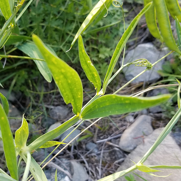 Verschiedenblättrige Platterbse / Lathyrus heterophyllus