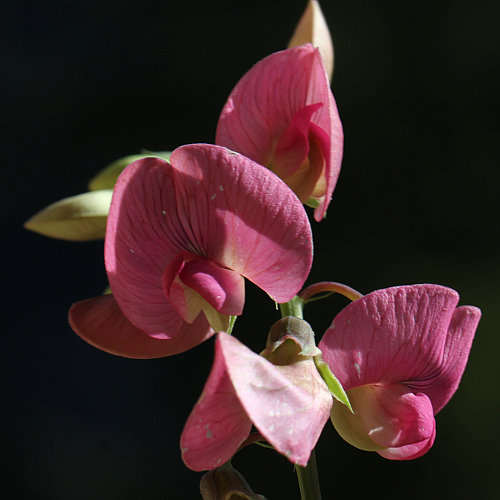 Verschiedenblättrige Platterbse / Lathyrus heterophyllus