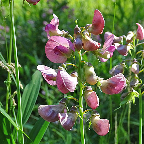 Verschiedenblättrige Platterbse / Lathyrus heterophyllus