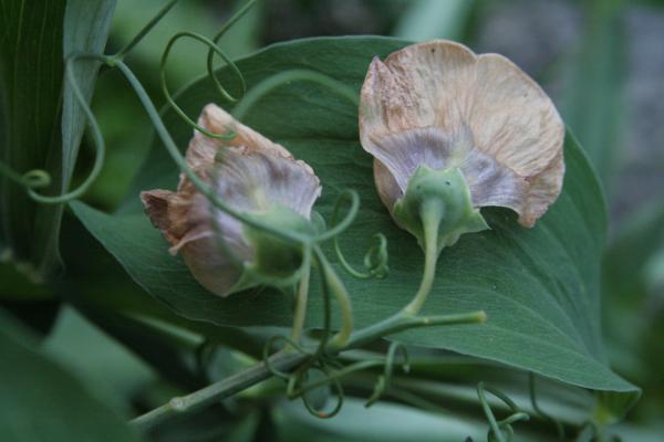 Breitblättrige Platterbse / Lathyrus latifolius