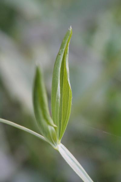 Breitblättrige Platterbse / Lathyrus latifolius