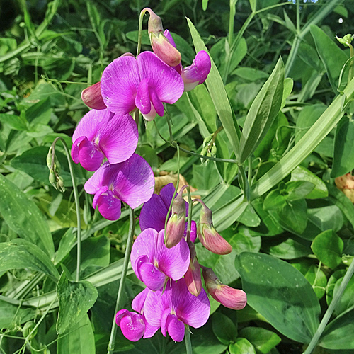 Breitblättrige Platterbse / Lathyrus latifolius