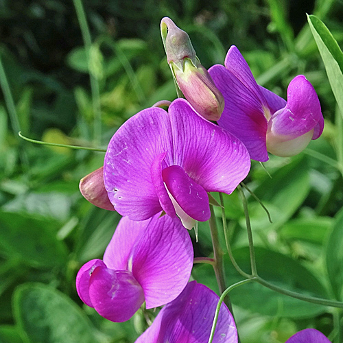 Breitblättrige Platterbse / Lathyrus latifolius