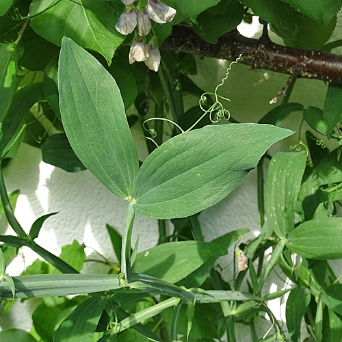 Breitblättrige Platterbse / Lathyrus latifolius