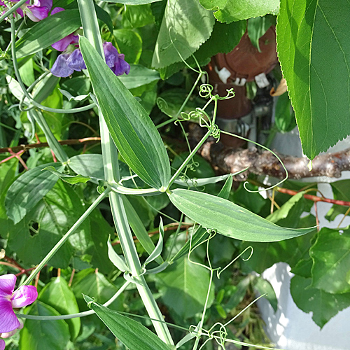 Breitblättrige Platterbse / Lathyrus latifolius