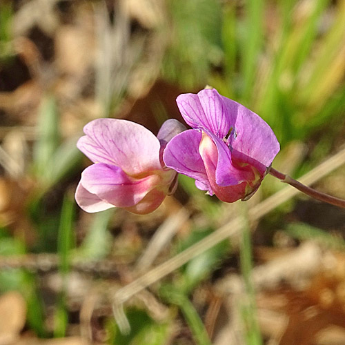 Berg-Platterbse / Lathyrus linifolius