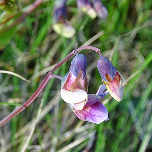 Berg-Platterbse / Lathyrus linifolius