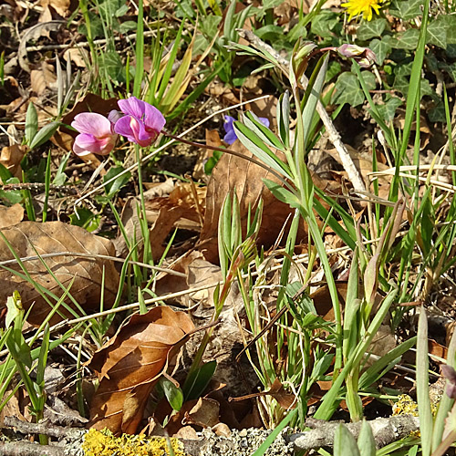 Berg-Platterbse / Lathyrus linifolius