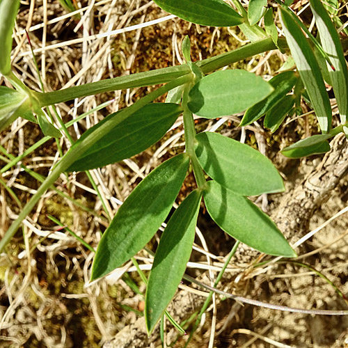 Berg-Platterbse / Lathyrus linifolius