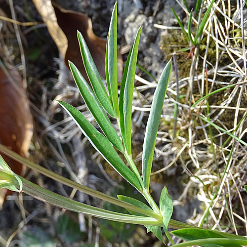 Berg-Platterbse / Lathyrus linifolius