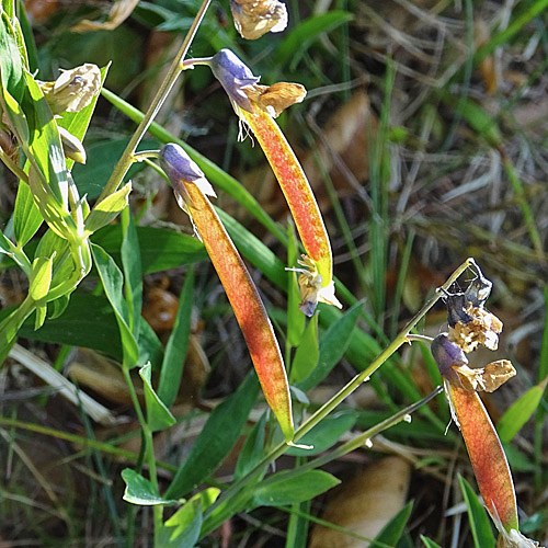 Berg-Platterbse / Lathyrus linifolius