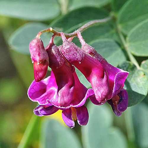 Schwarze Platterbse / Lathyrus niger