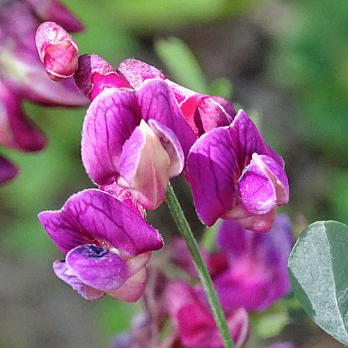 Schwarze Platterbse / Lathyrus niger