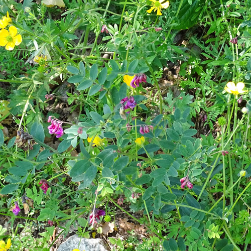 Schwarze Platterbse / Lathyrus niger