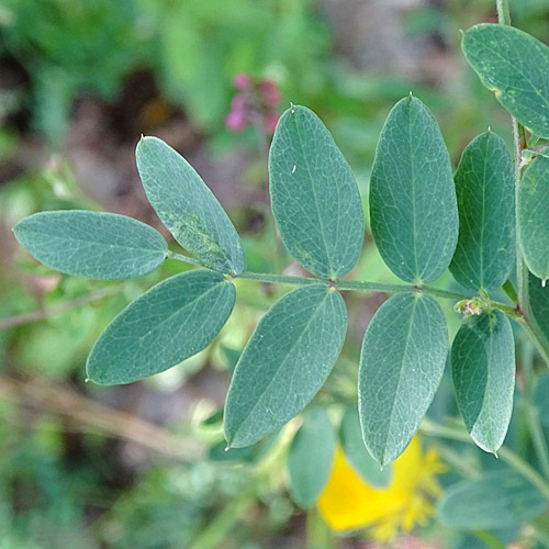 Schwarze Platterbse / Lathyrus niger