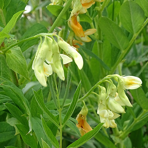 Gelbe Berg-Platterbse / Lathyrus occidentalis