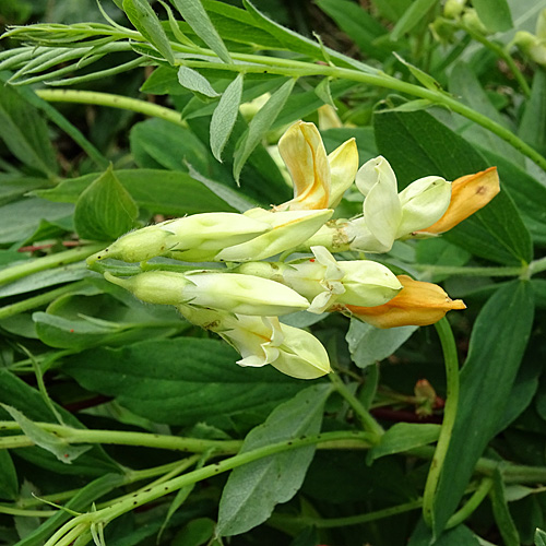 Gelbe Berg-Platterbse / Lathyrus occidentalis