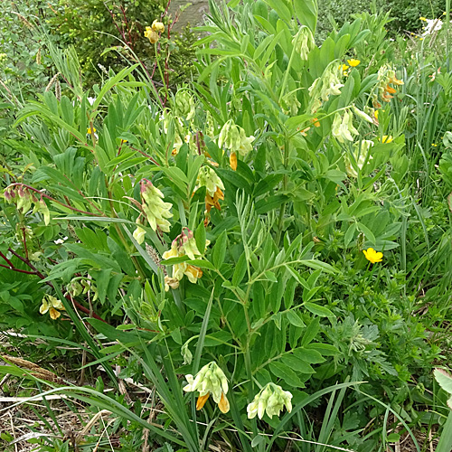 Gelbe Berg-Platterbse / Lathyrus occidentalis