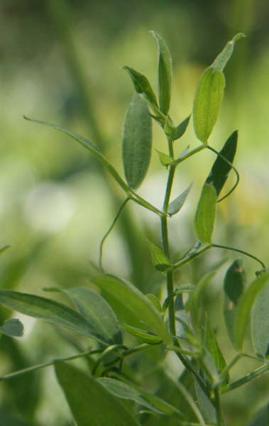 Wiesen-Platterbse / Lathyrus pratensis