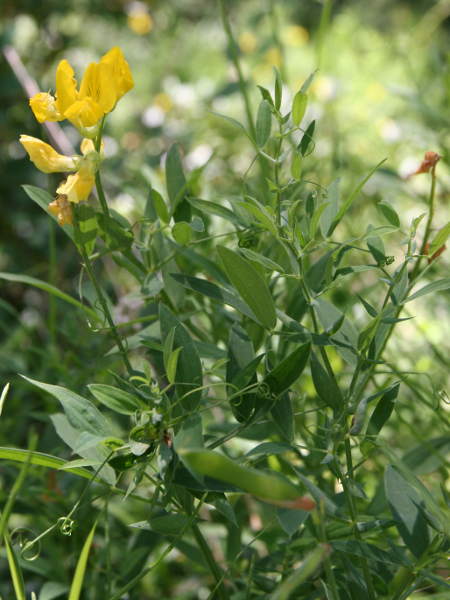 Wiesen-Platterbse / Lathyrus pratensis