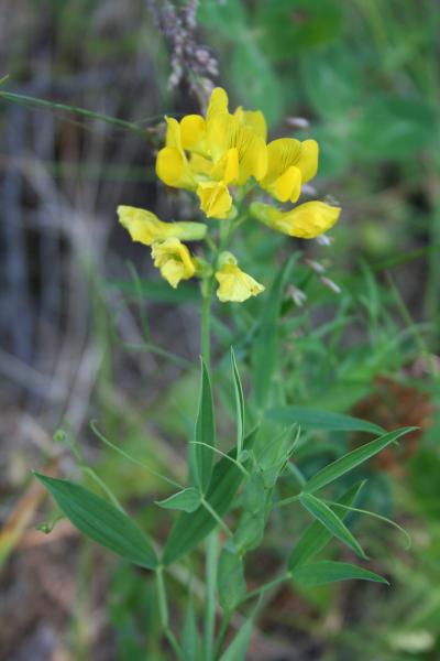 Wiesen-Platterbse / Lathyrus pratensis