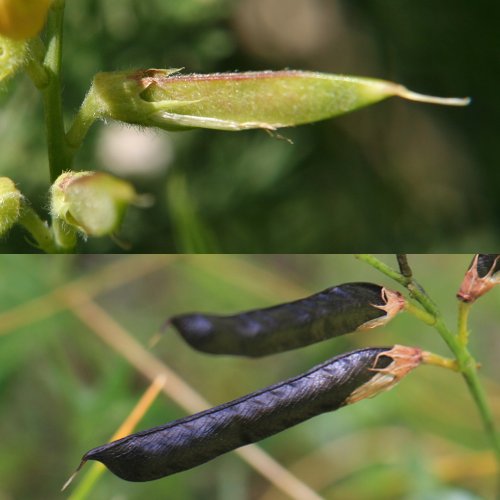 Wiesen-Platterbse / Lathyrus pratensis